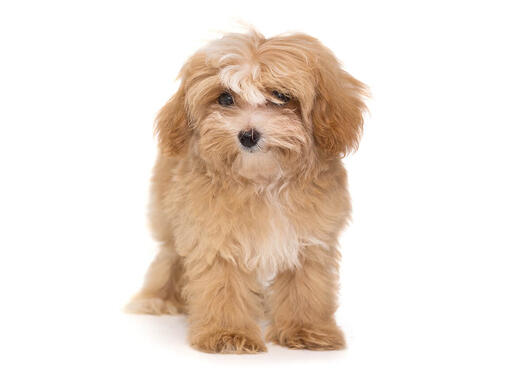 Maltipoo done deal 2025